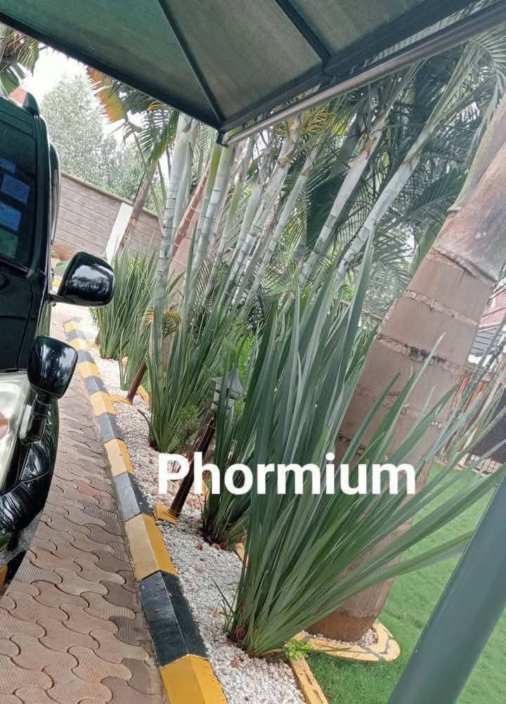 Green Phormium (New Zealand Flax) 1
