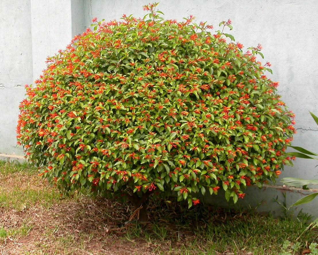 Hamelia patens (Firebush / Hummingbird Bush) 1