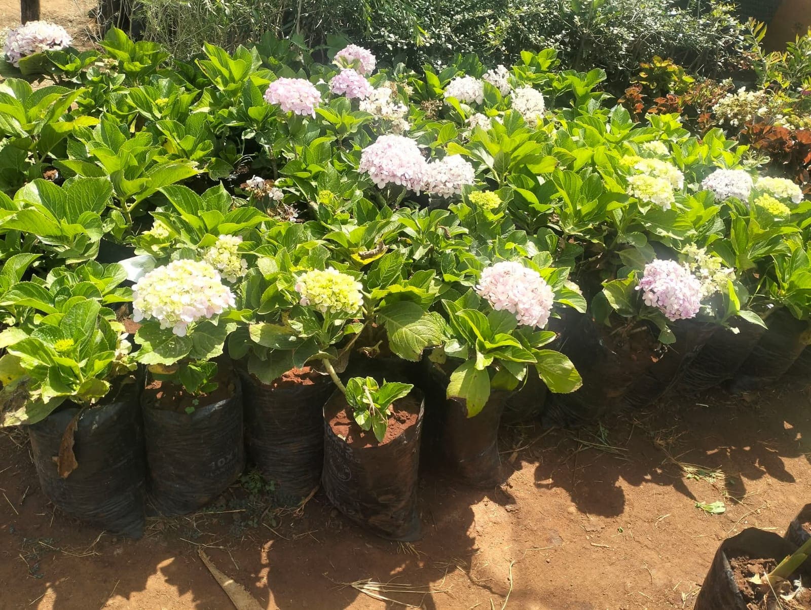 Hydrangeas (Hydrangea macrophylla) 1