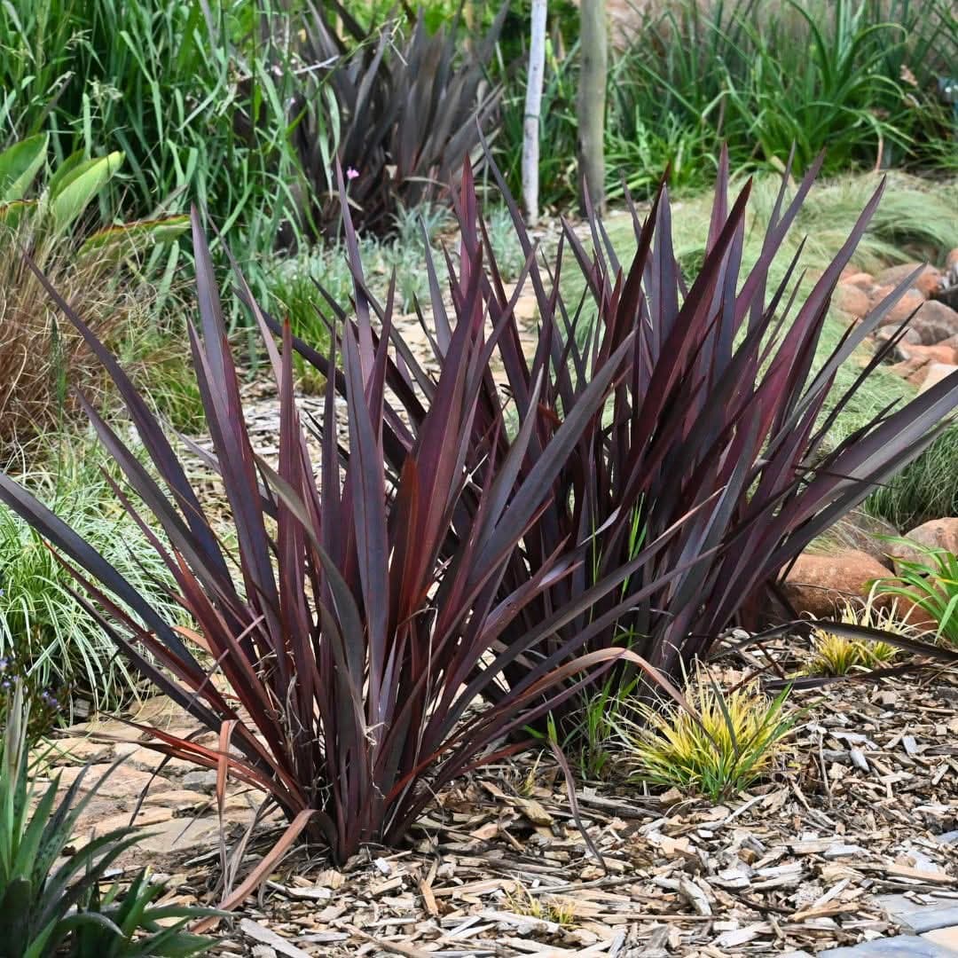 Maroon Phormium (New Zealand Flax) 1