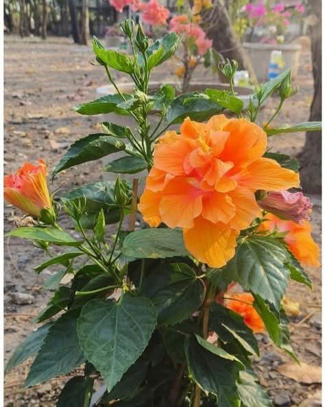 Orange Hibiscus (Hibiscus rosa-sinensis) 1
