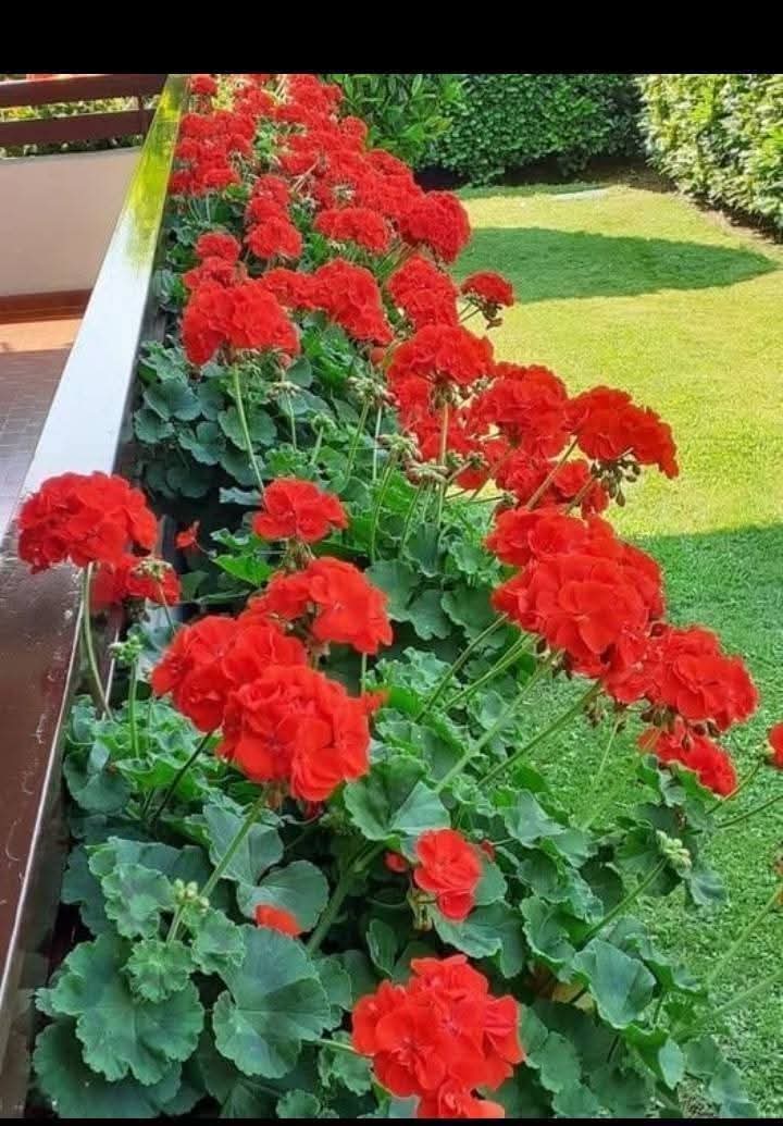 Pelargonium (Geranium) 1