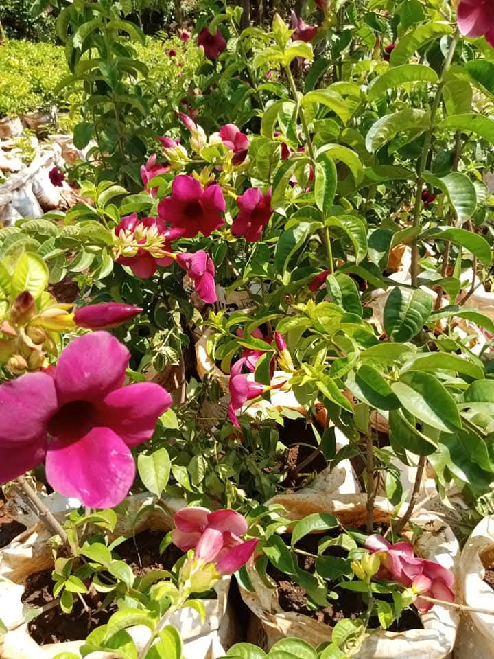 Purple Allamanda (Cryptostegia madagascariensis) 1
