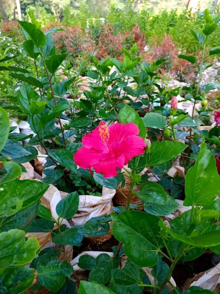 Red Hibiscus (Hibiscus rosa-sinensis) 1
