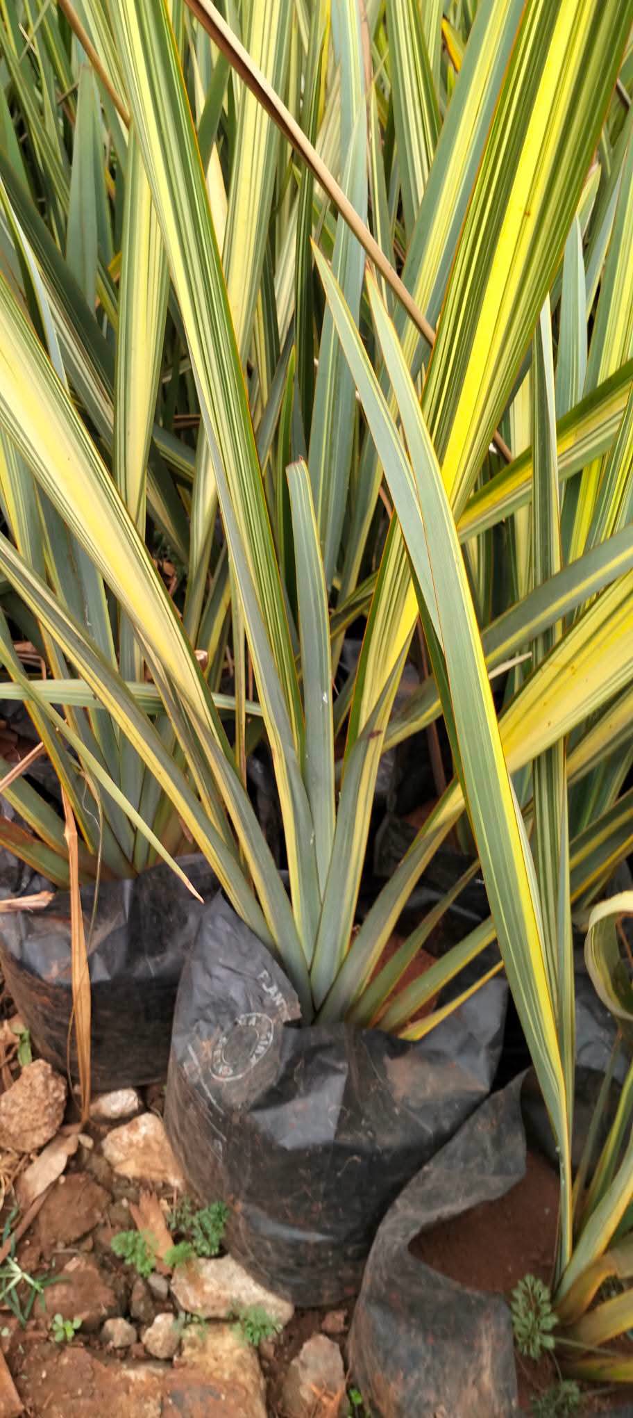 Variegated Phormium (New Zealand Flax) 1