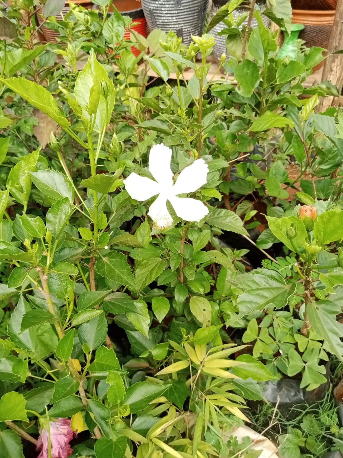 White Hibiscus (Hibiscus rosa-sinensis) 1