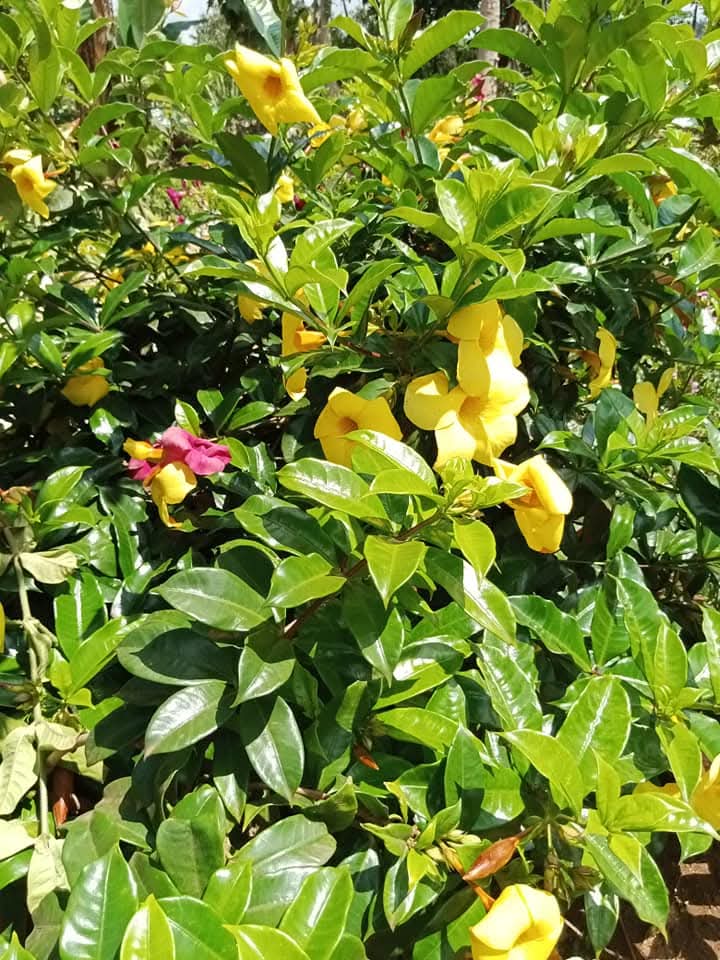 Yellow Allamanda (Allamanda cathartica) 1