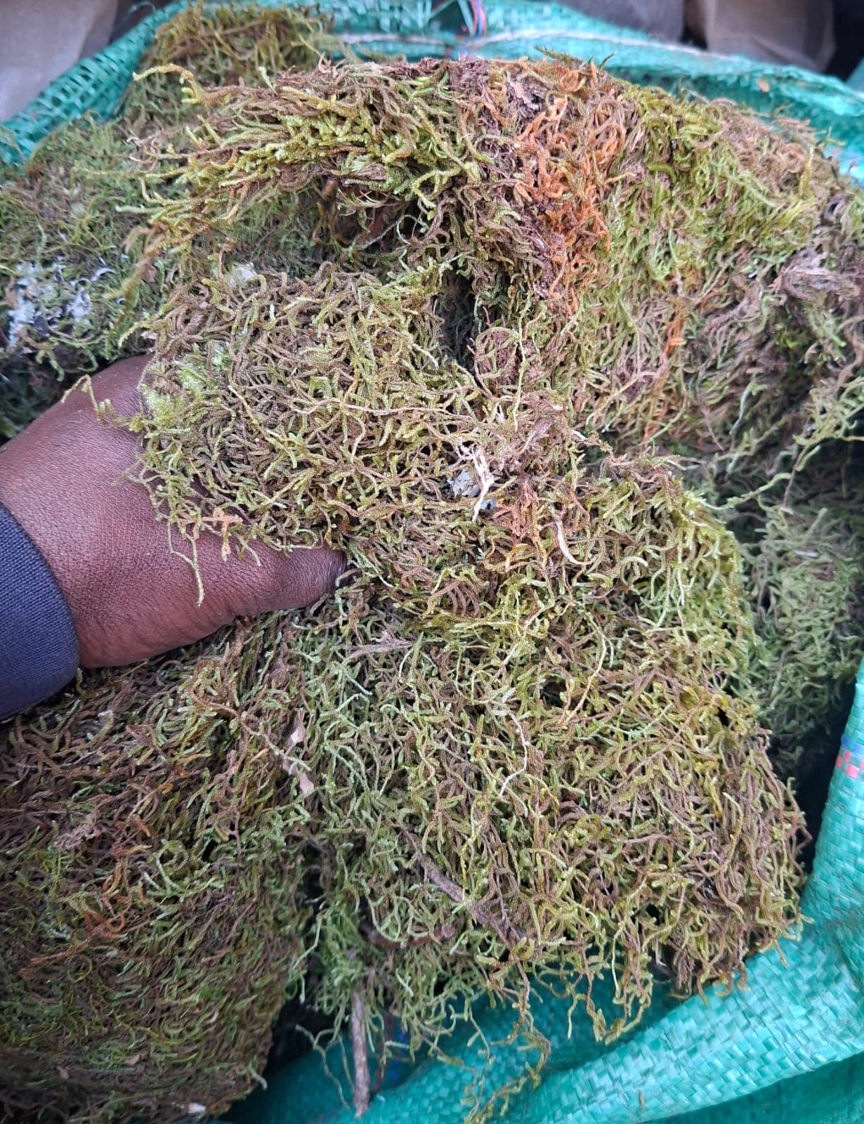 Moss 1