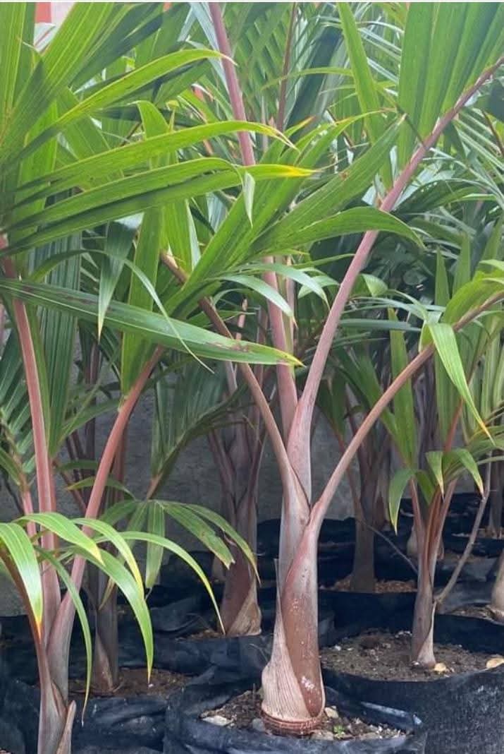 Bottle Palm 1
