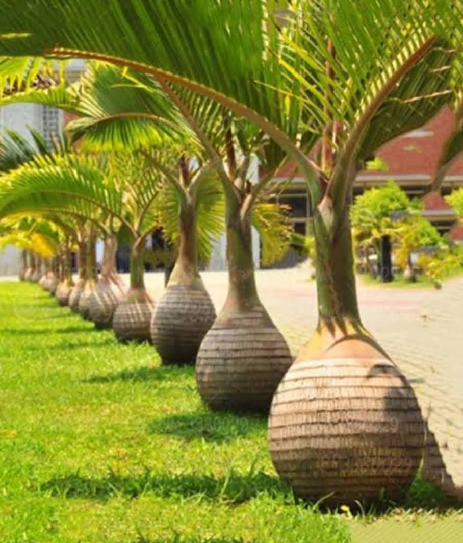 Bottle Palm 2