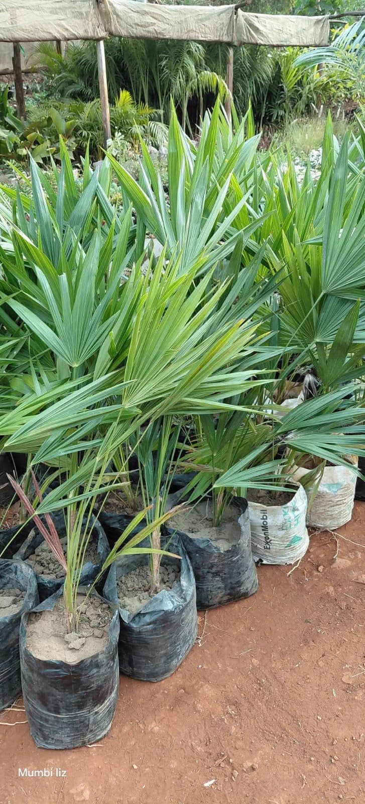 Dancing Lady Palm 1