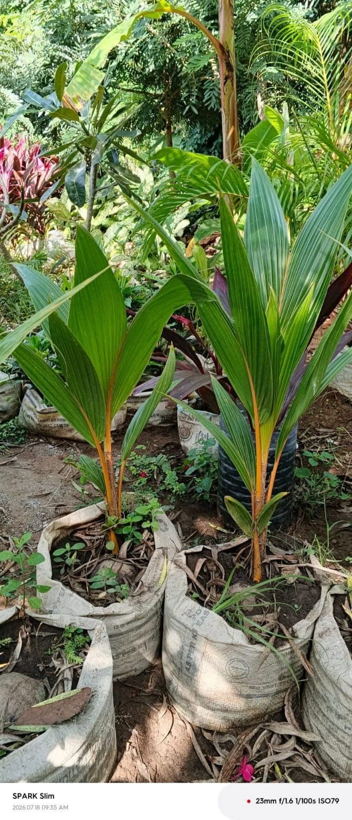 Dwarf Coconut Palm 1