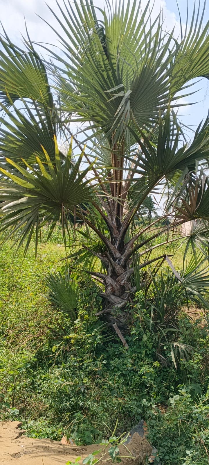 East Africa Doum Palm 1