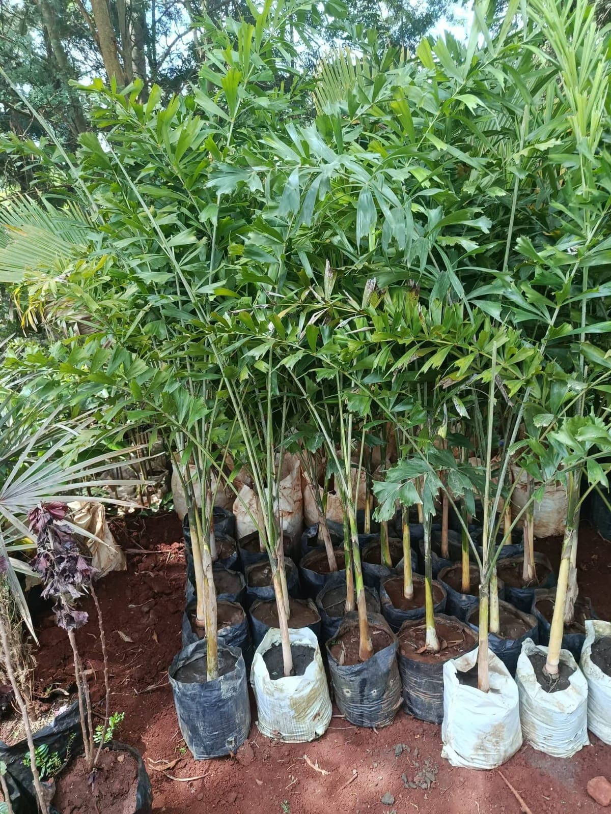 Fox Tail Palm 1