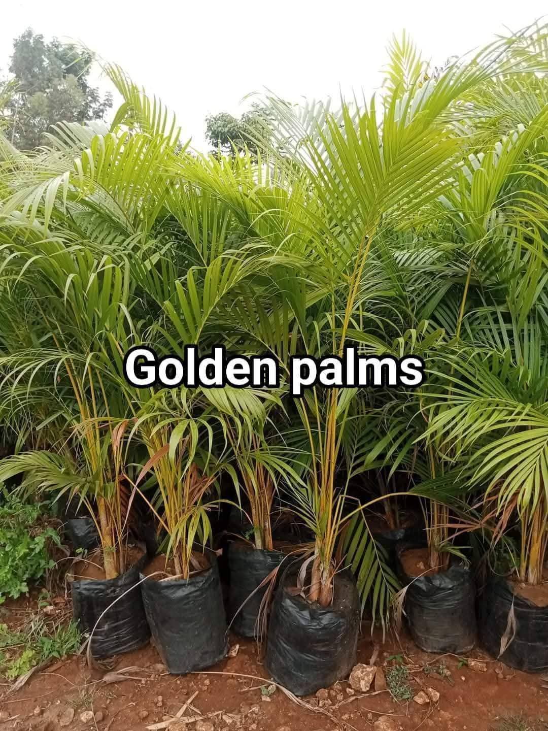 Golden Palm 1