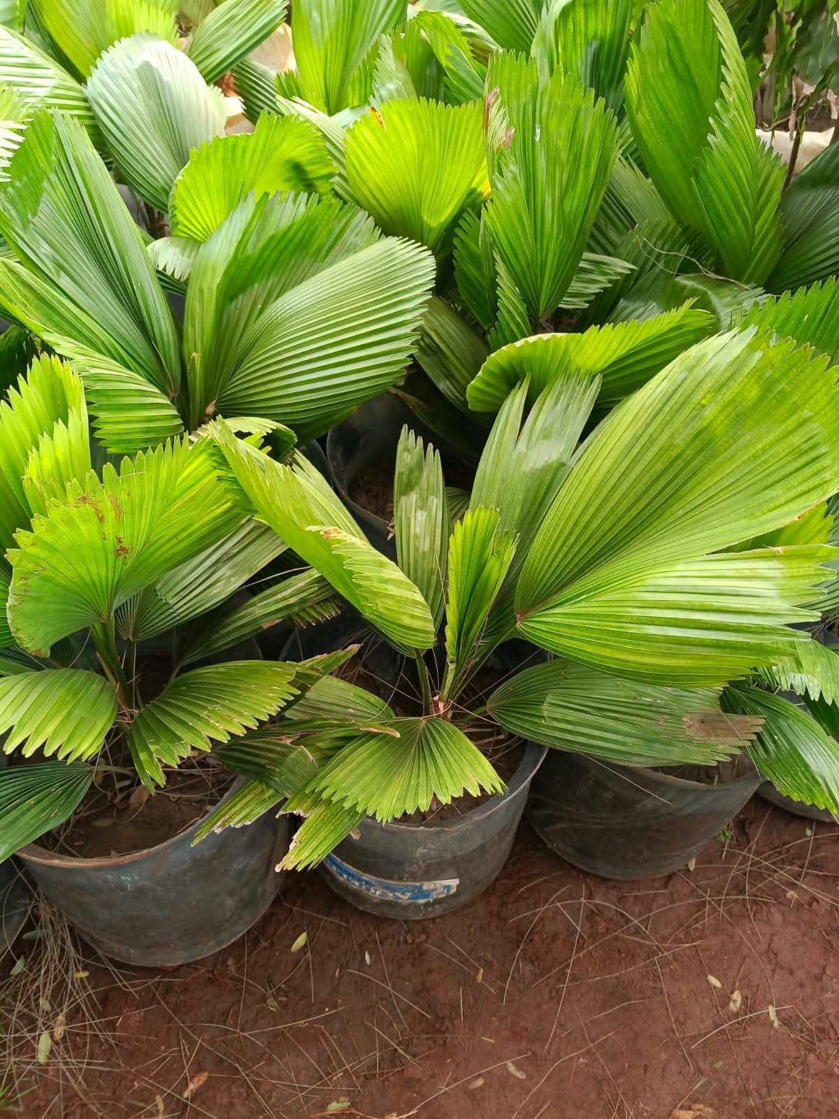 Grandis Licuala Palm 1