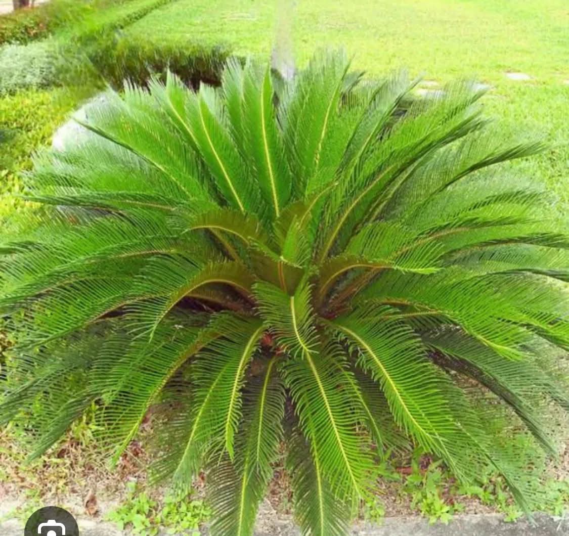 Japanese Cycad Palm 1