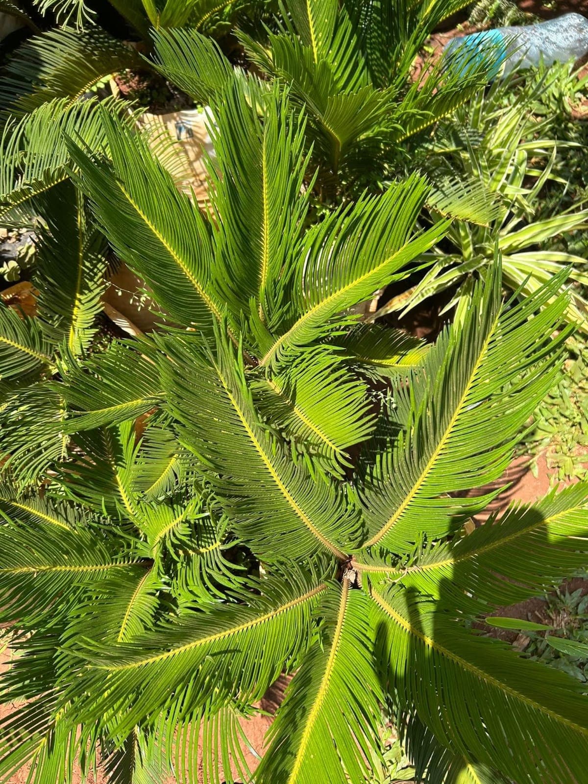 Japanese Cycad Palm 2