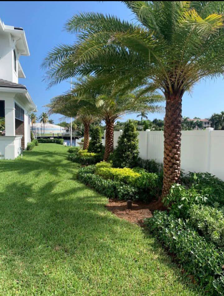 Phoenix Palm 1