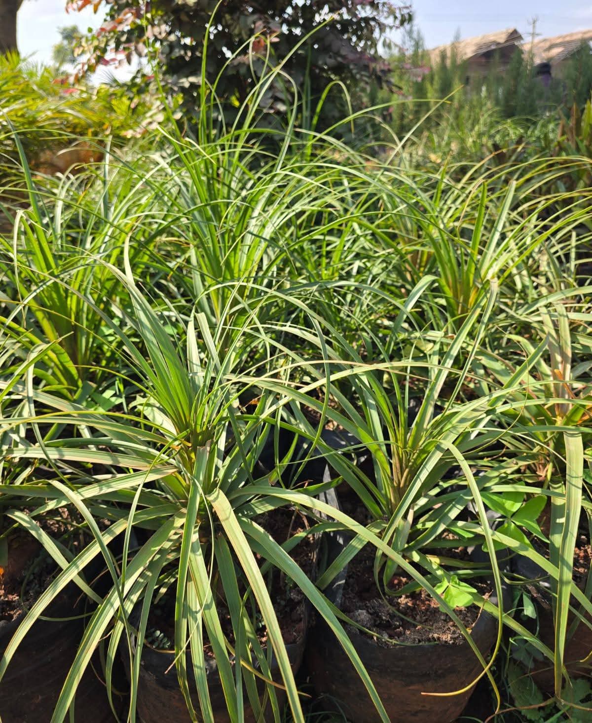 Pony Tail Palm 1