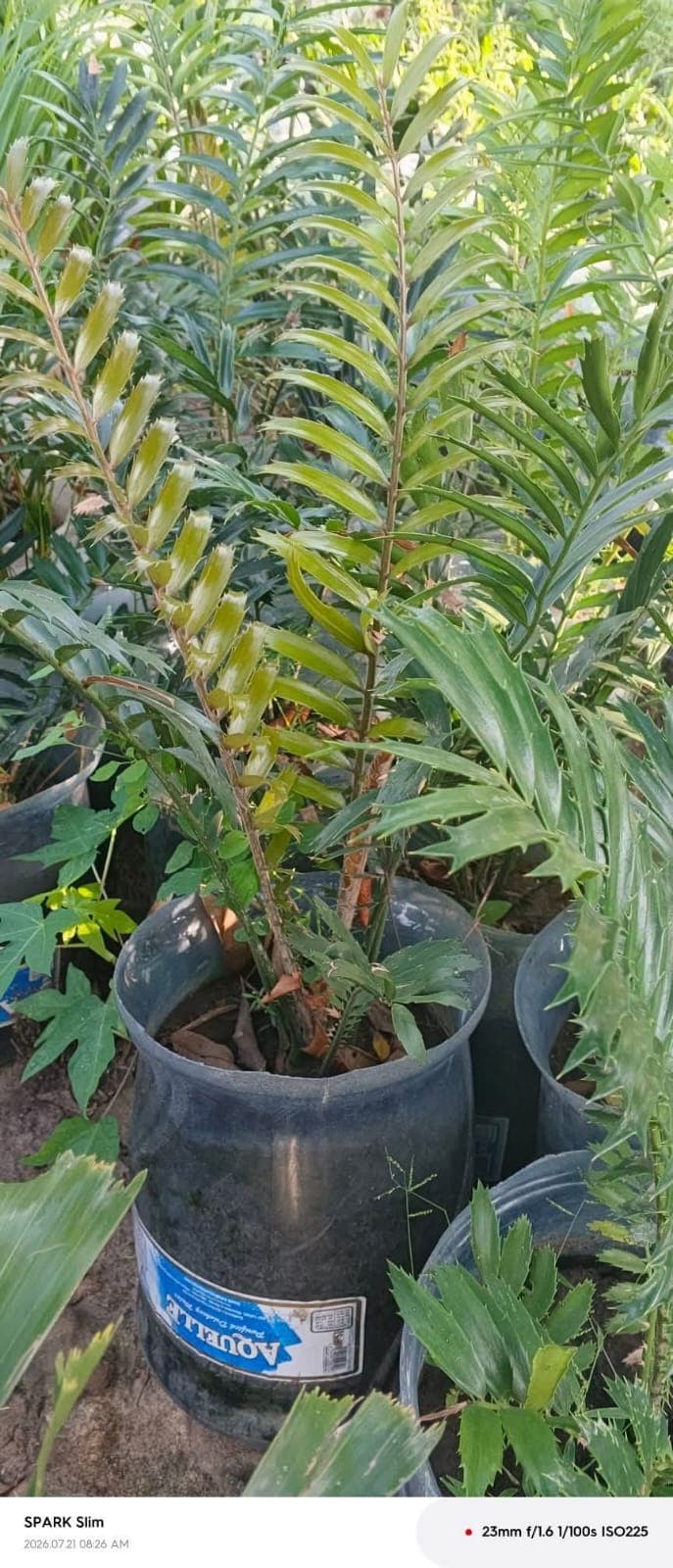 Rough Cycad Palm 1