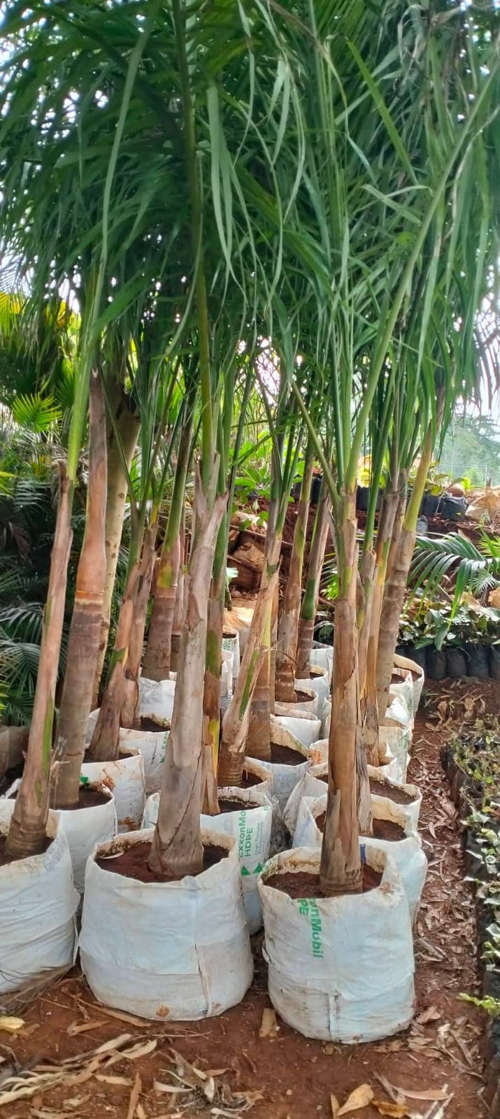 Royal Palm 1