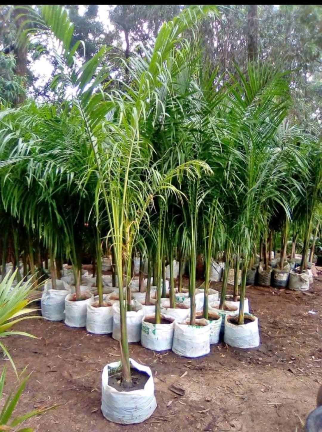 Royal Palm 2