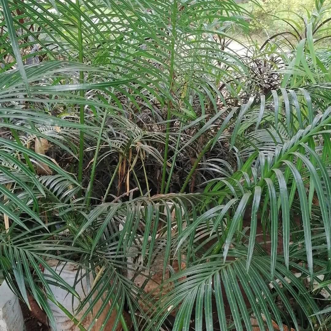 Smooth Cycad 1