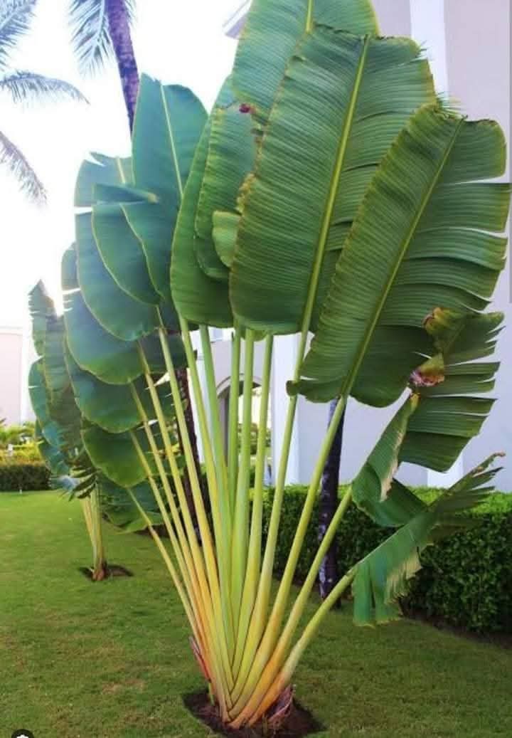 Travellers Palm 1