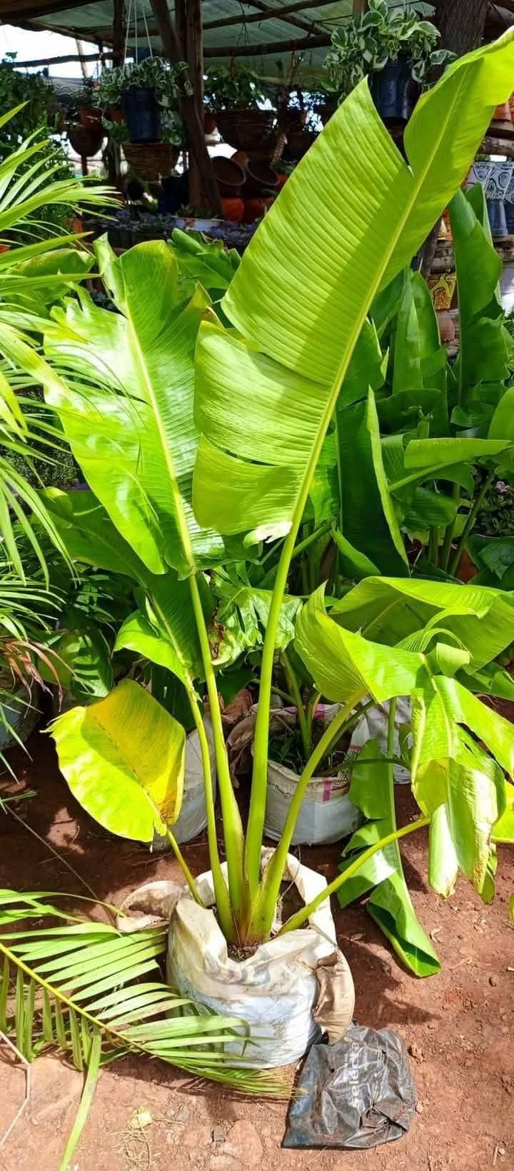 Travellers Palm 2