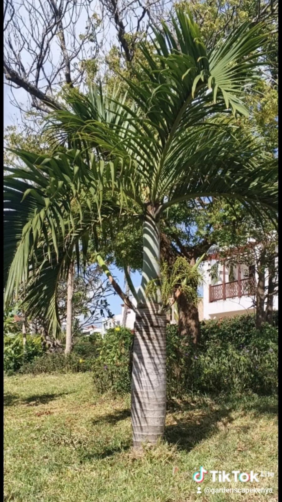 Spindle Palm 1