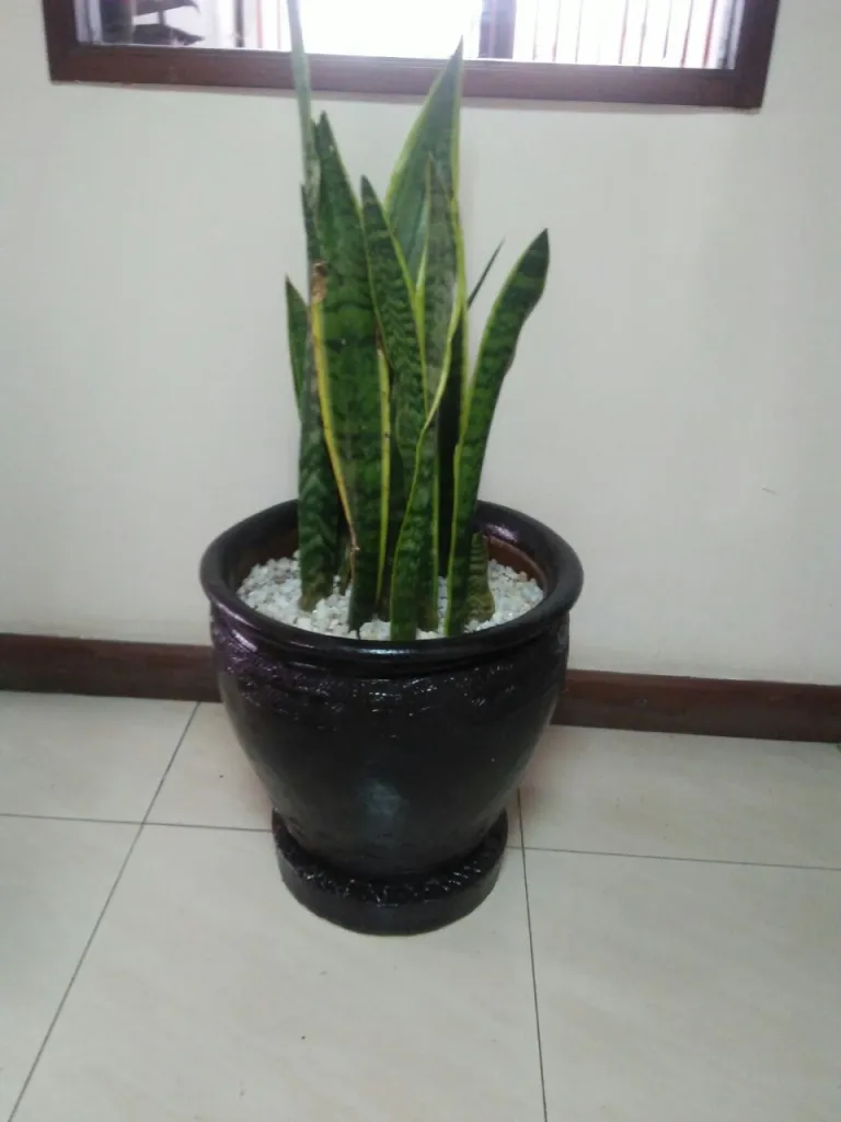 Vintage Textured Planter 1