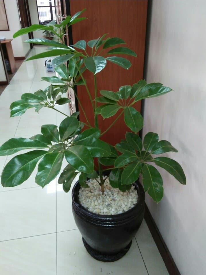 Wide Belly Terracotta Pot 1