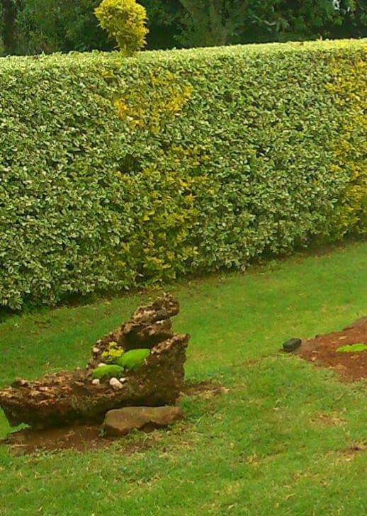 Garden shrubs