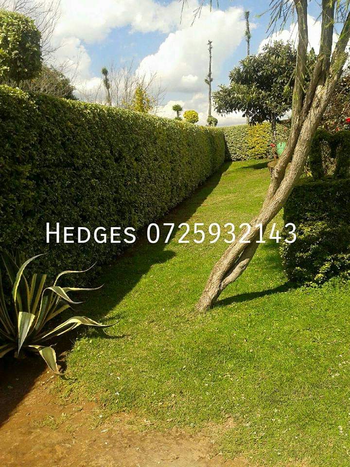 Trimmed trees