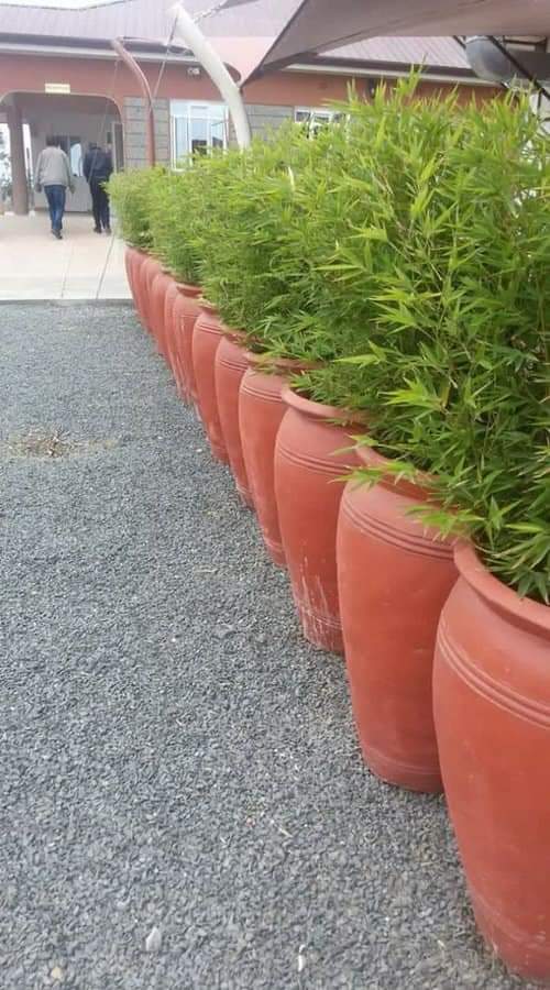 Garden pruning