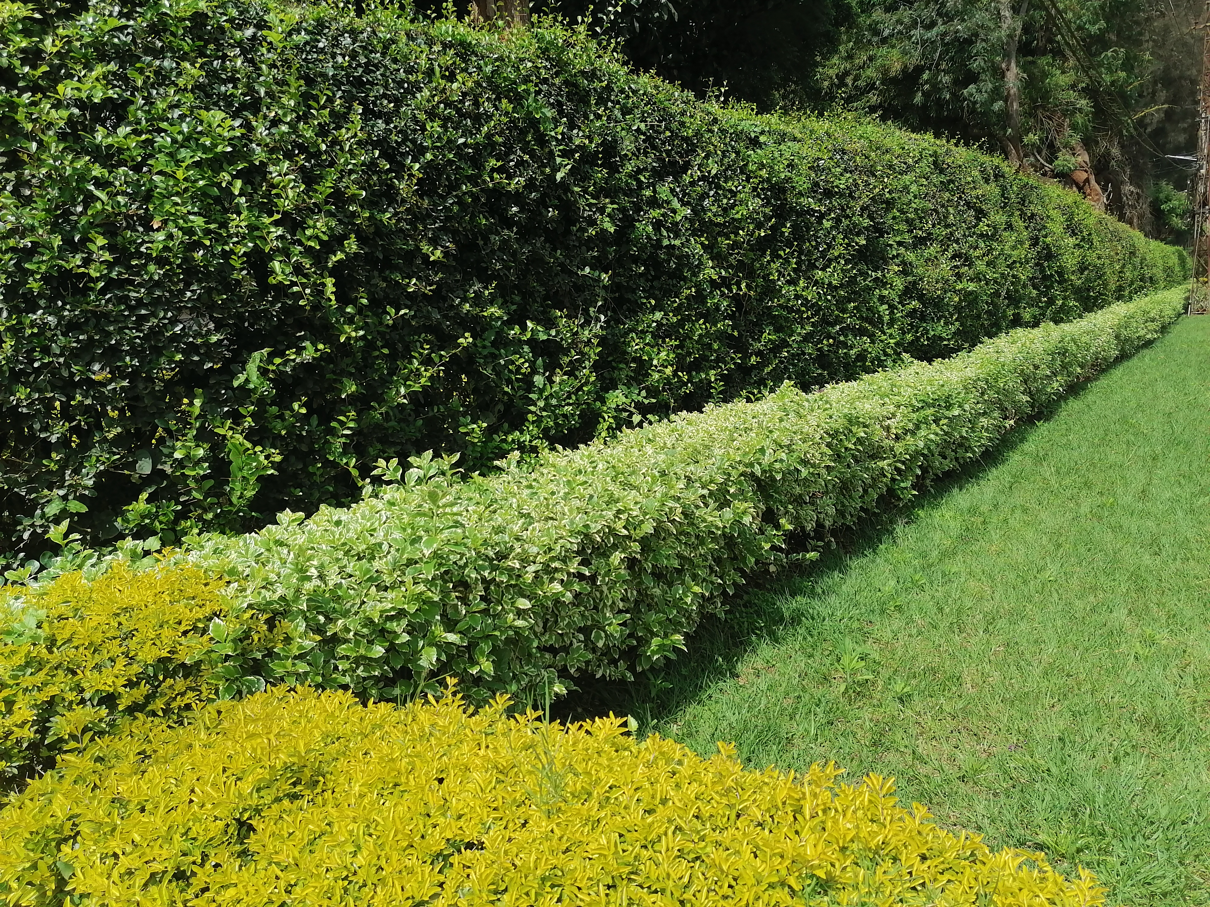 Lawn mowing